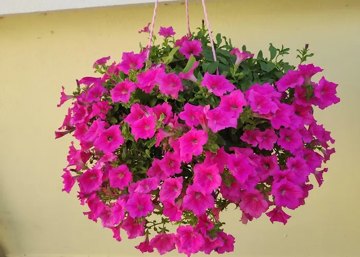 Margarita Baška